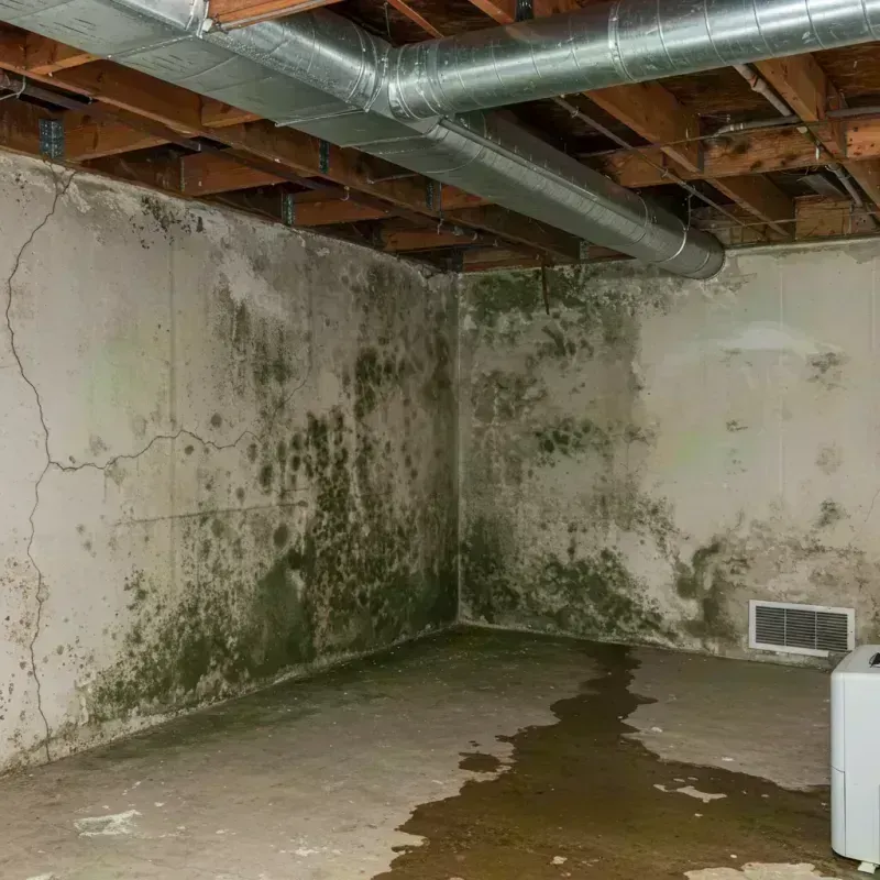 Professional Mold Removal in Carterville, IL